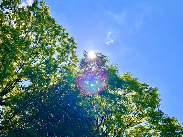 太陽と木
